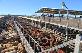 saleyards saleyards